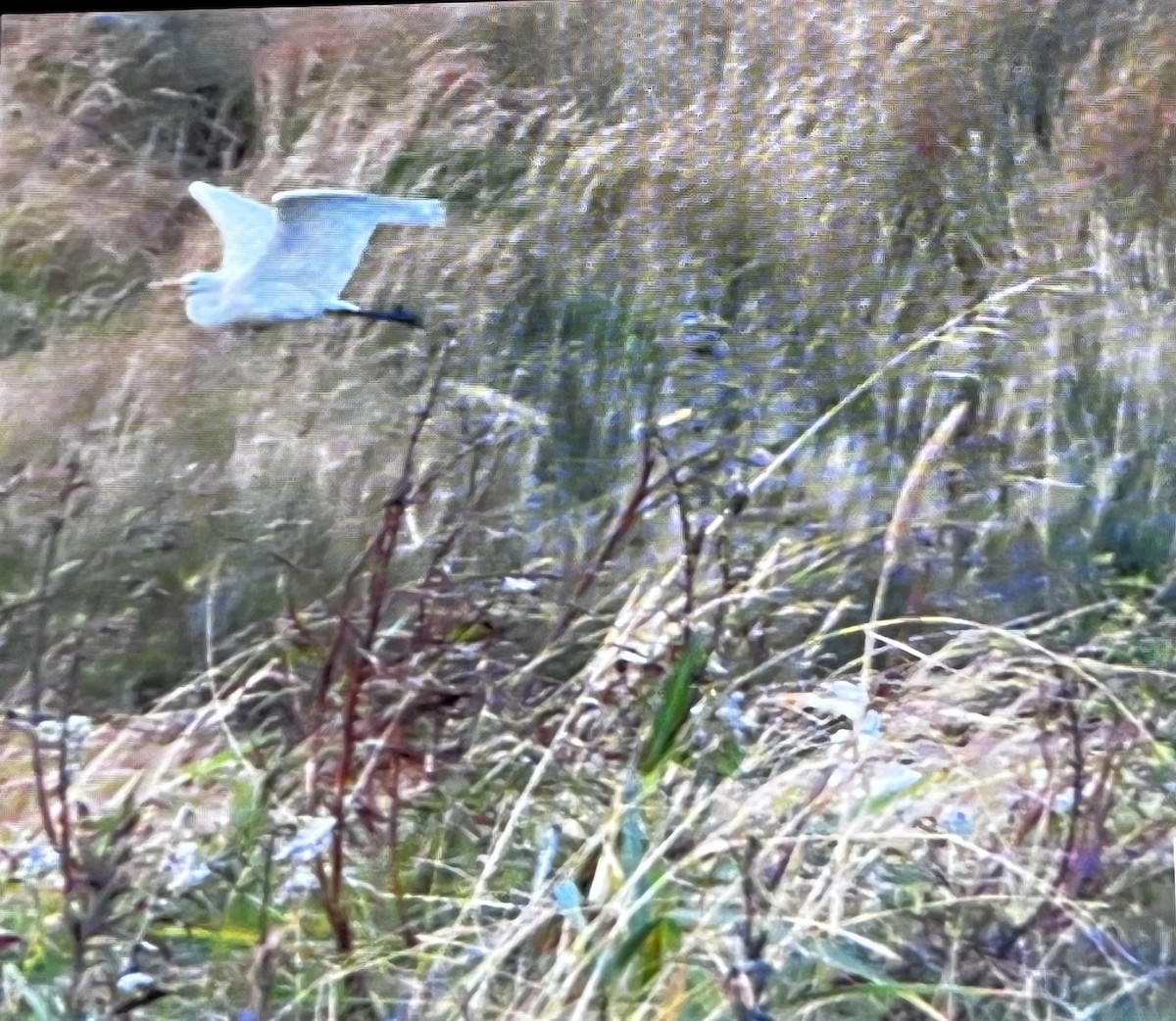 Great Egret - ML643685053