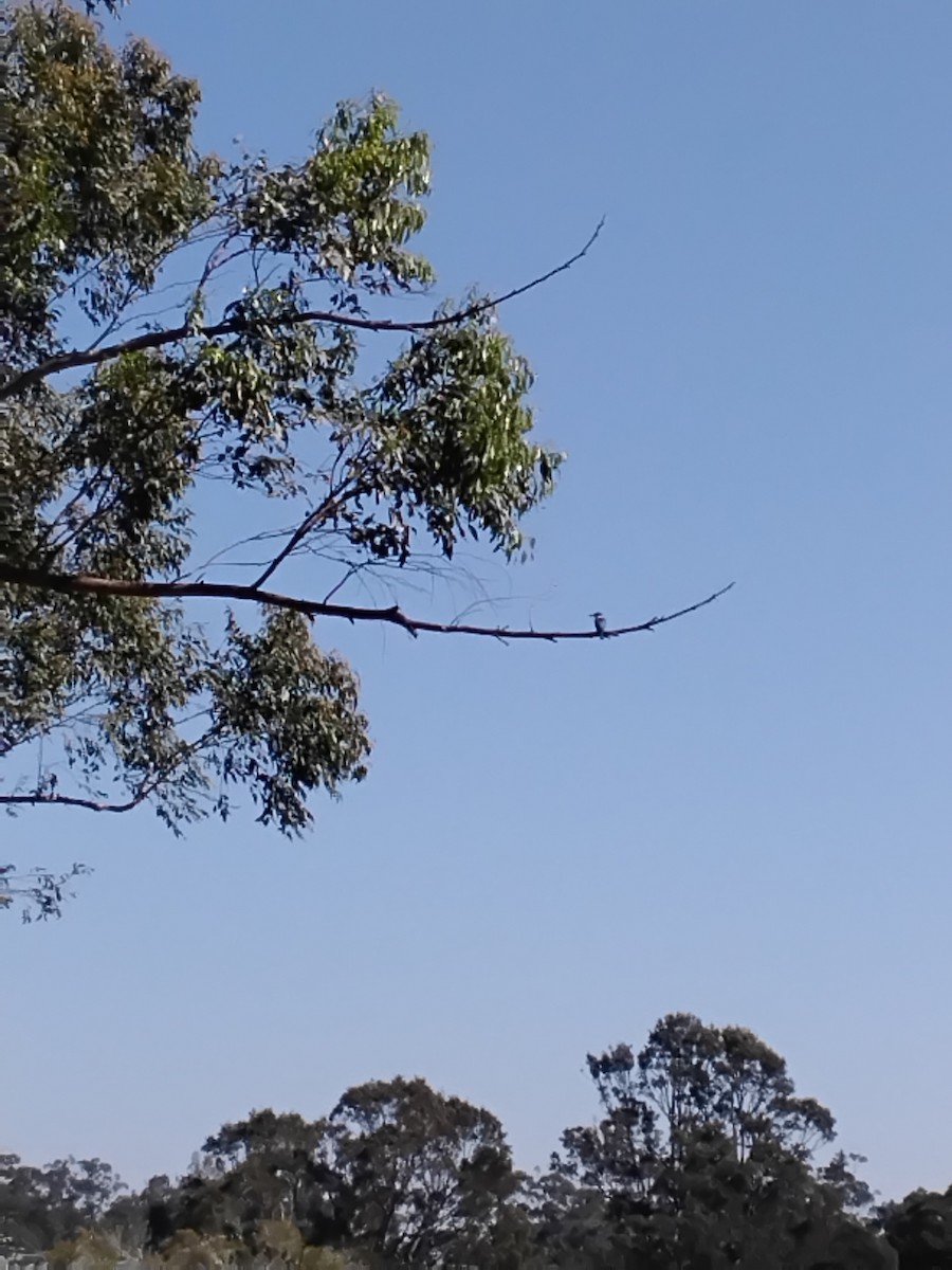 Sacred Kingfisher - ML643685074