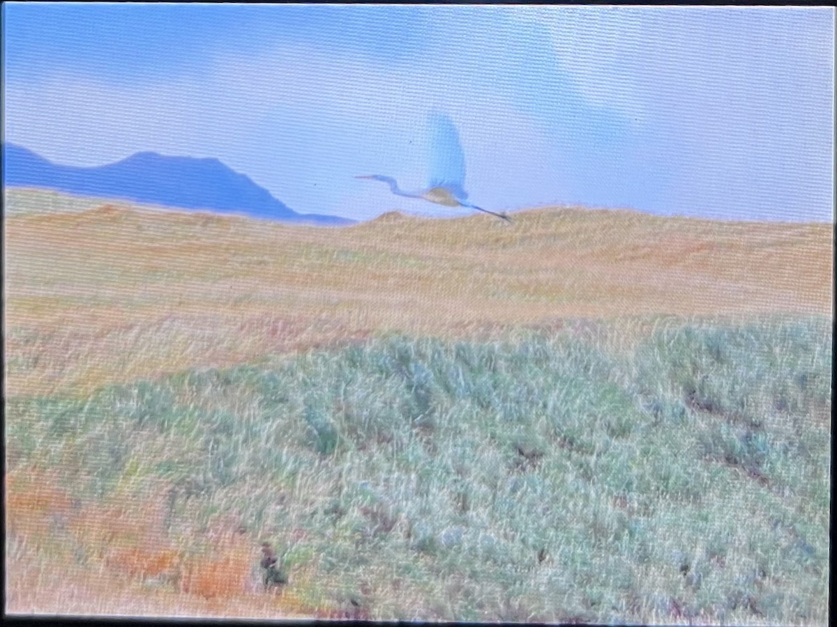 Great Egret - ML643685084