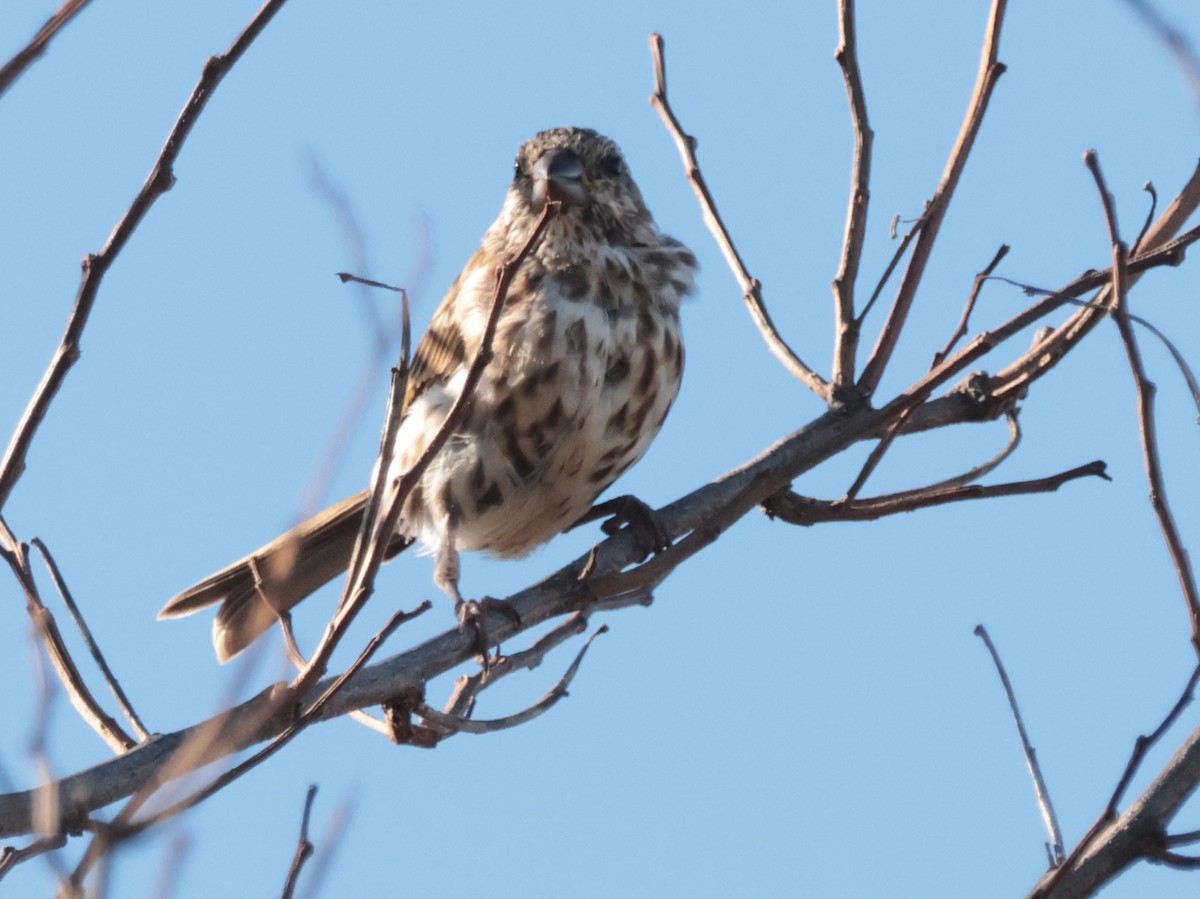 Purple Finch - ML643685086