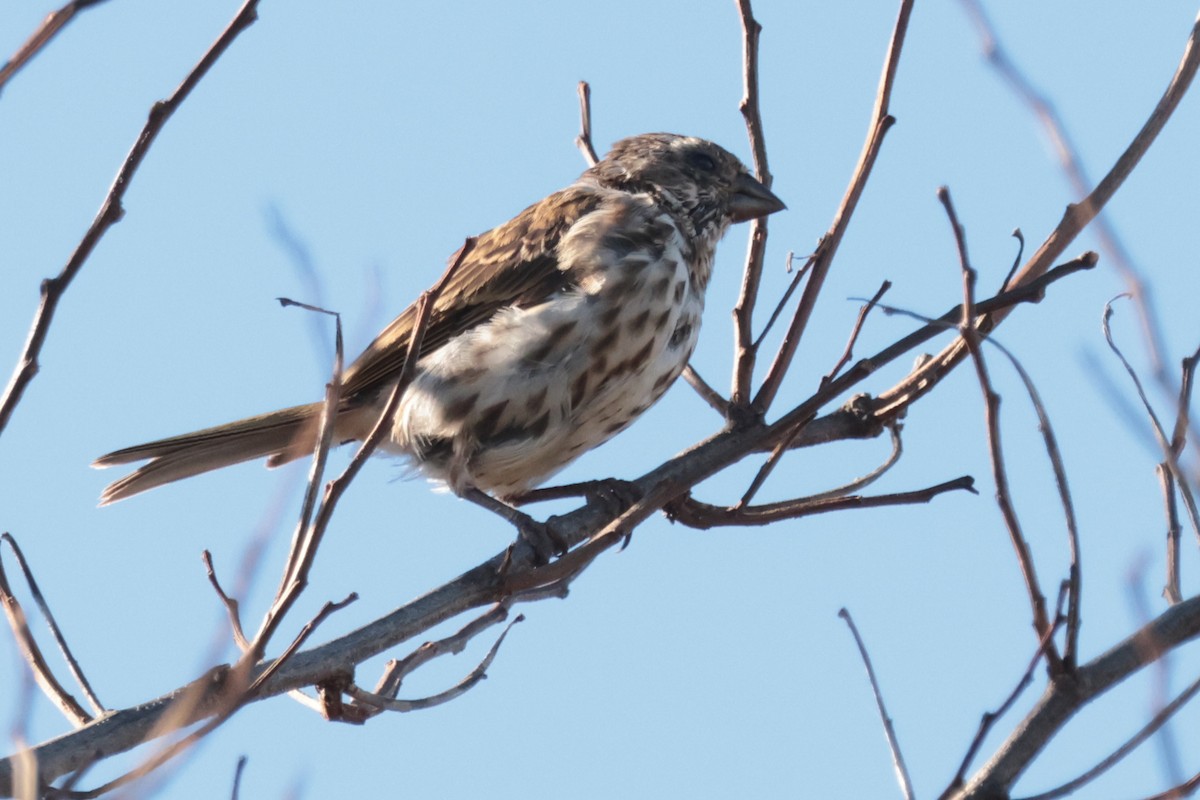 Purple Finch - ML643685087
