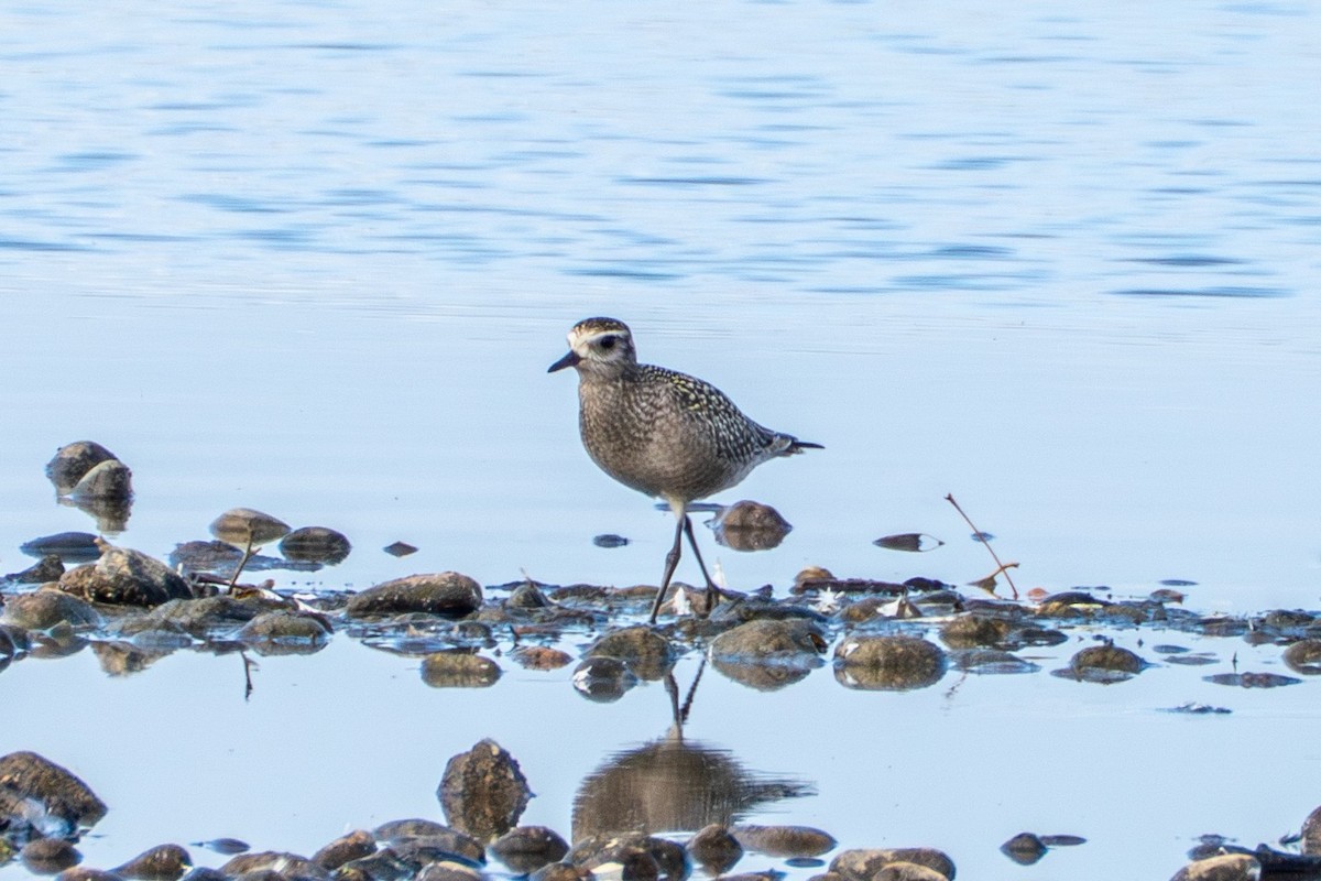 American Golden-Plover - ML643685112