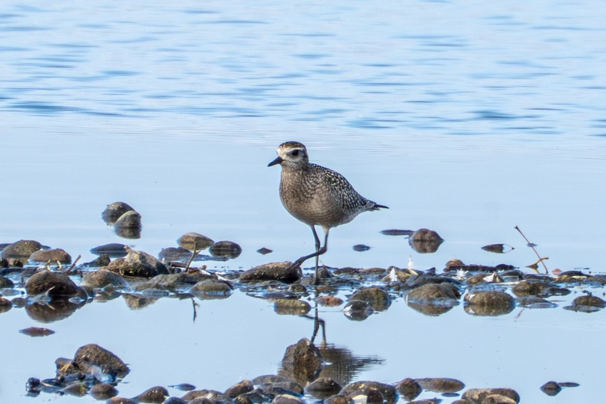 American Golden-Plover - ML643685113