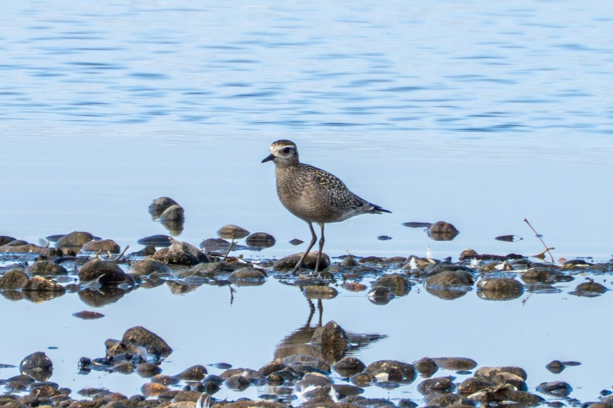 American Golden-Plover - ML643685114