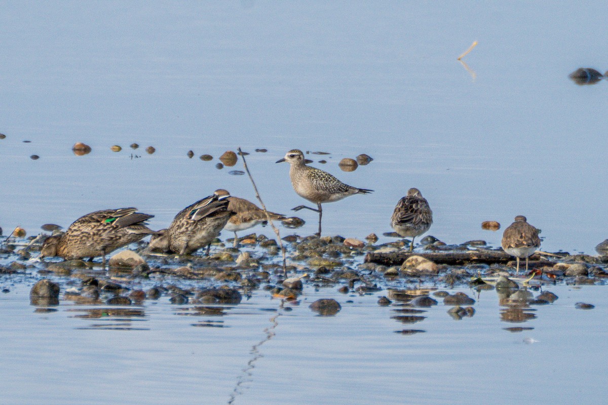 American Golden-Plover - ML643685115