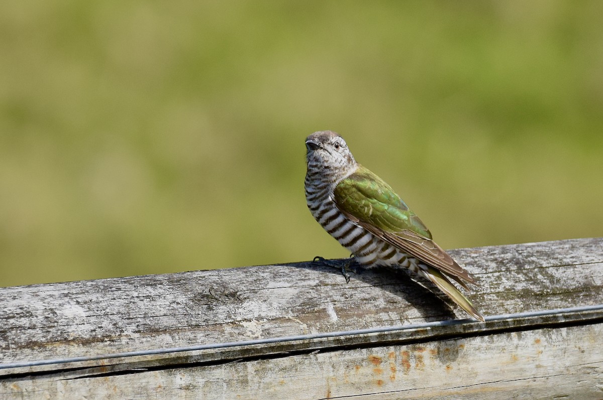 Shining Bronze-Cuckoo - ML643685117