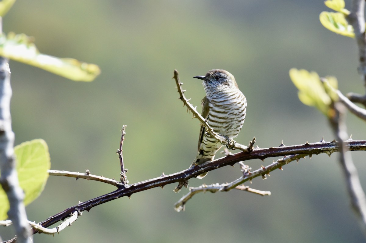 Shining Bronze-Cuckoo - ML643685118