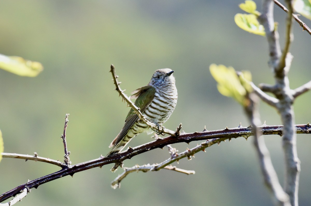 Shining Bronze-Cuckoo - ML643685119