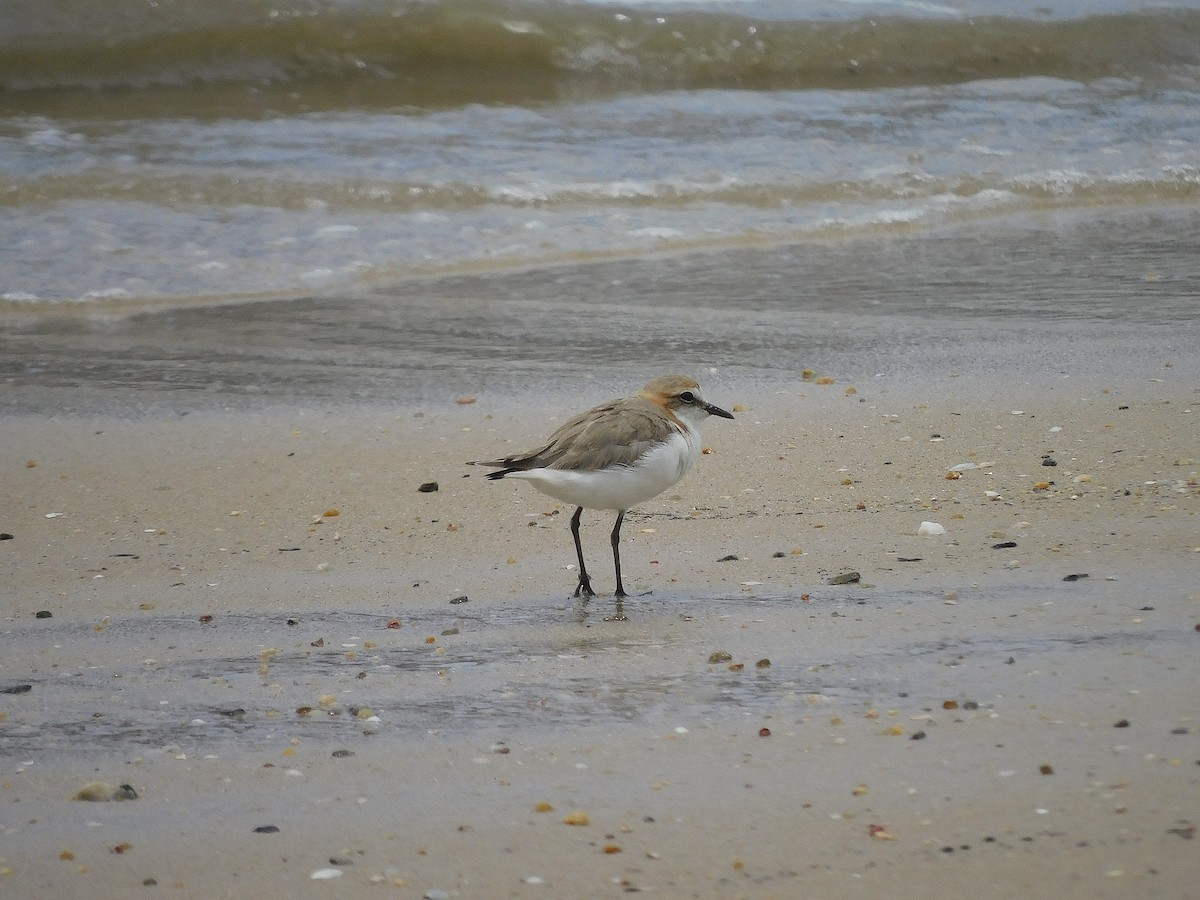 Red-capped Plover - ML643685120