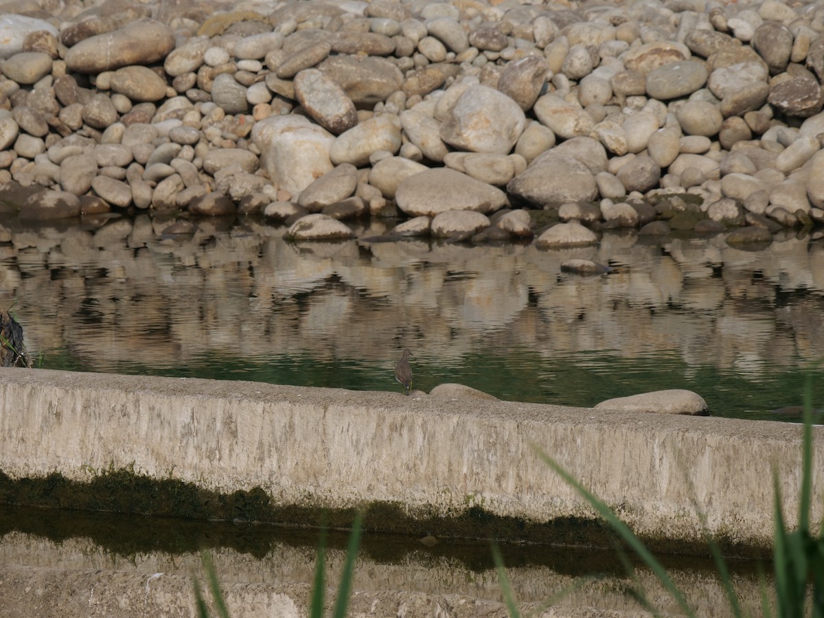 磯鷸 - ML643685121