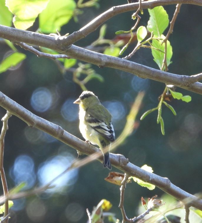 Lesser Goldfinch - ML643685122