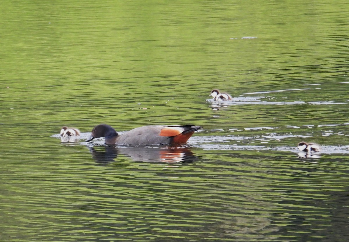 Paradise Shelduck - ML643685123