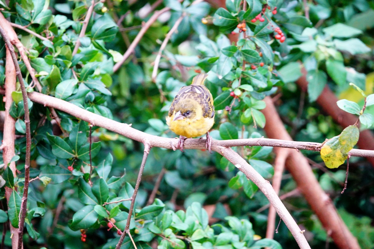 Baglafecht Weaver - ML643685124