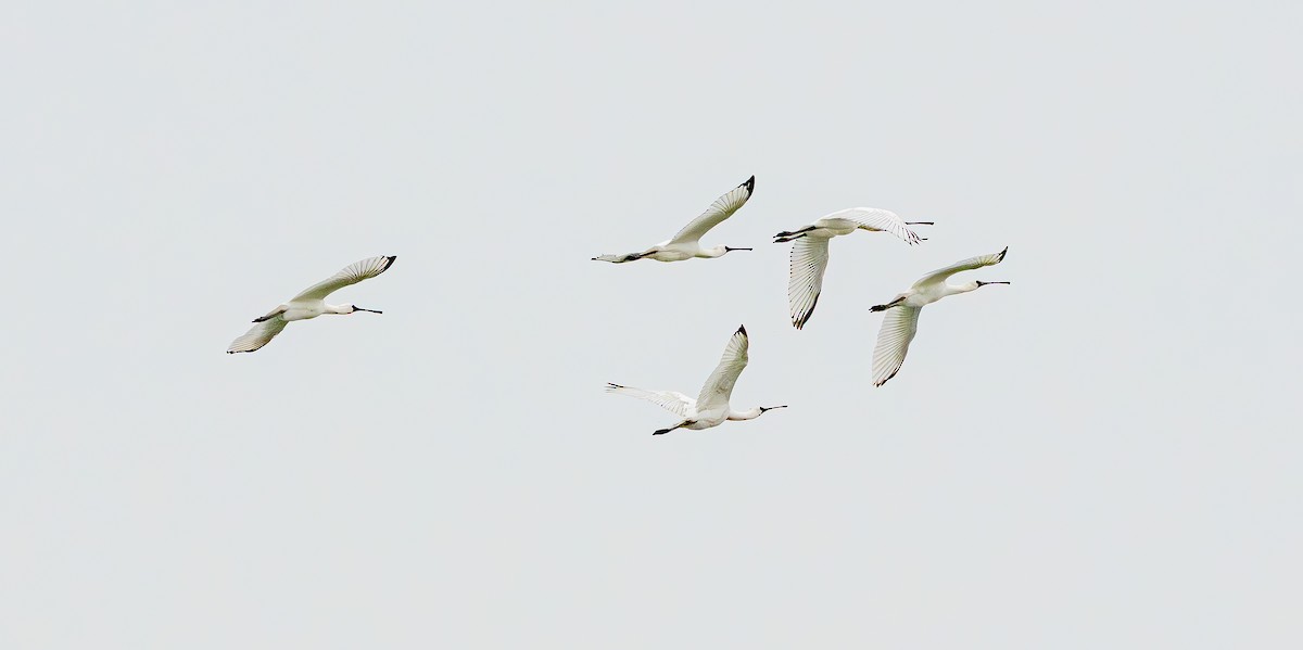 黑面琵鷺 - ML643685126