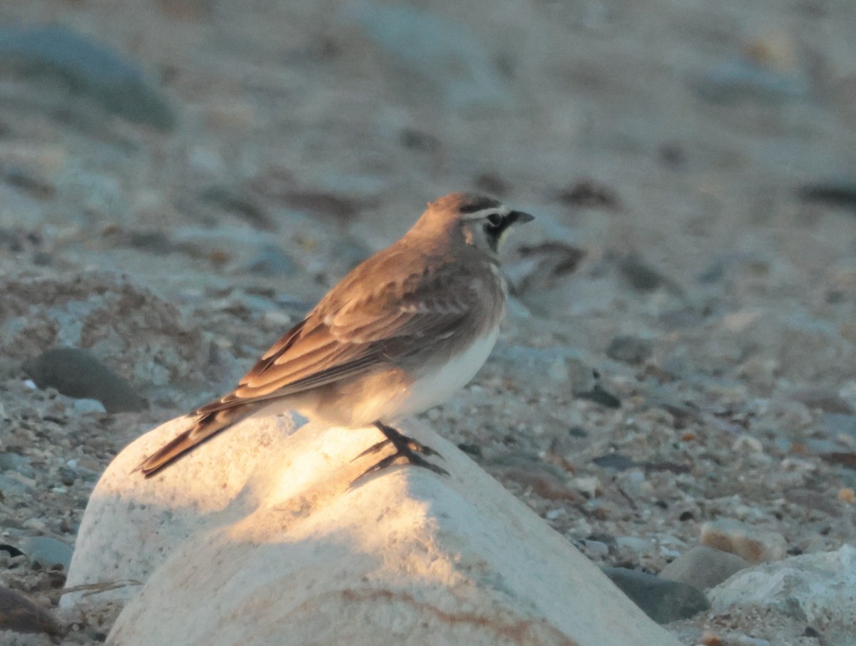Horned Lark - ML643685130