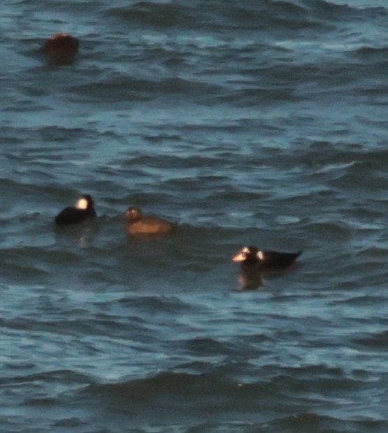 Surf Scoter - ML643685132