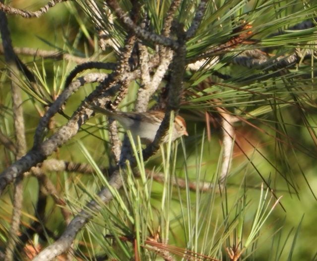 Chipping Sparrow - ML643685133
