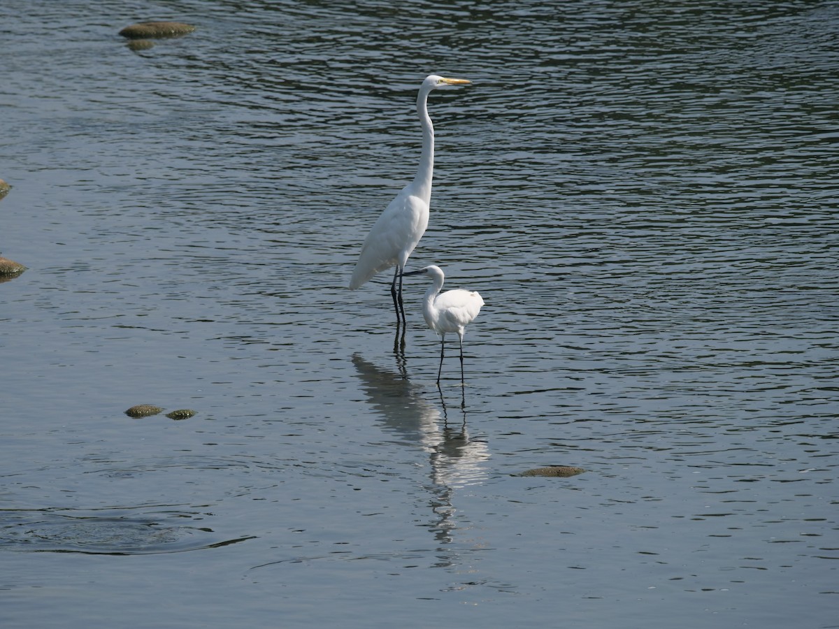 ダイサギ - ML643685142