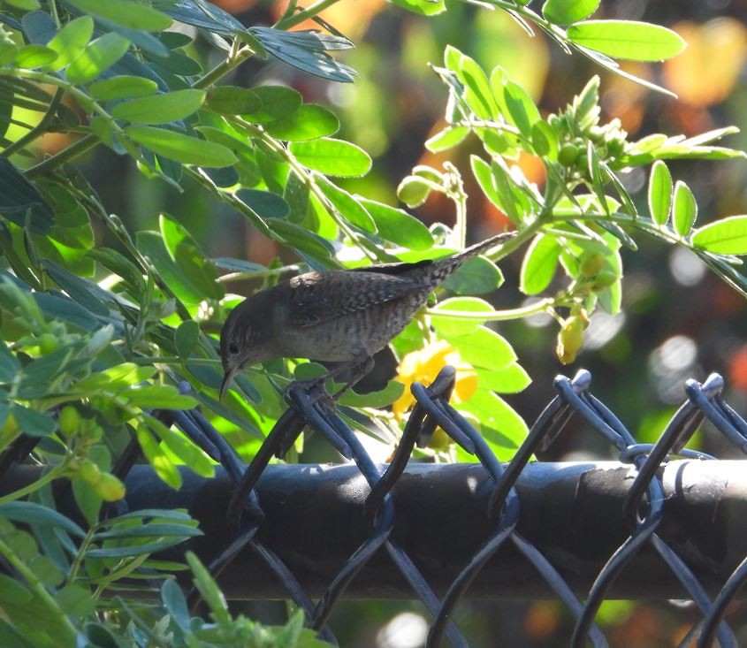 Northern House Wren - ML643685147