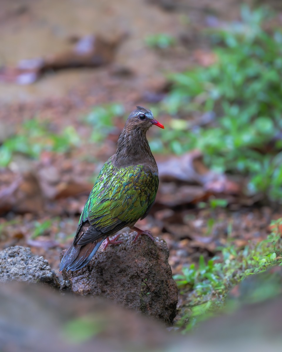 キンバト - ML643685148