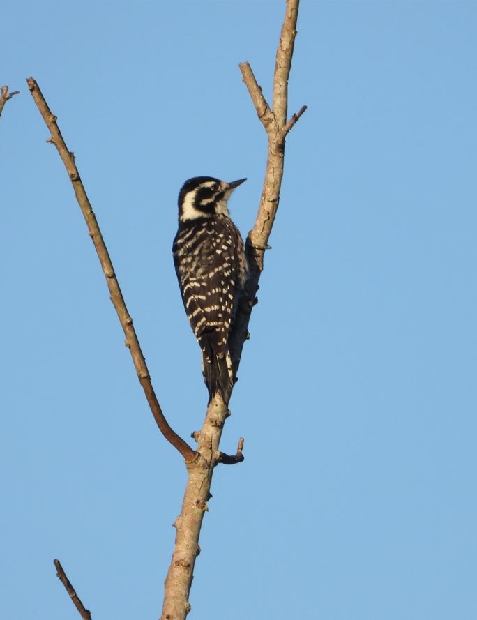 シロハラシマアカゲラ - ML643685173