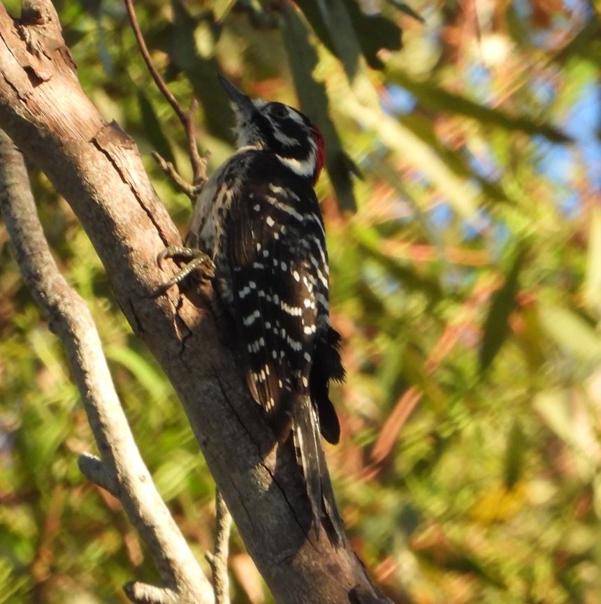 シロハラシマアカゲラ - ML643685174