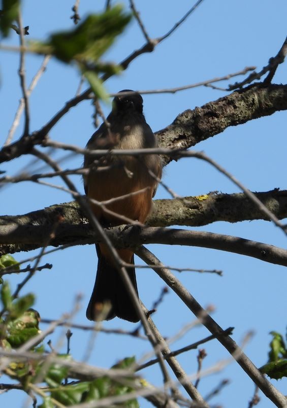 チャイロツキヒメハエトリ - ML643685175