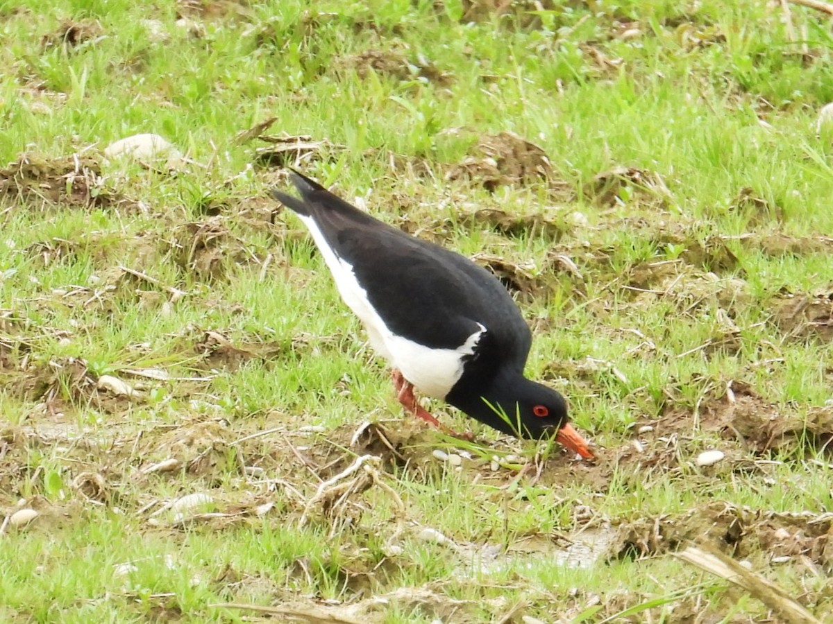 South Island Oystercatcher - ML643685181