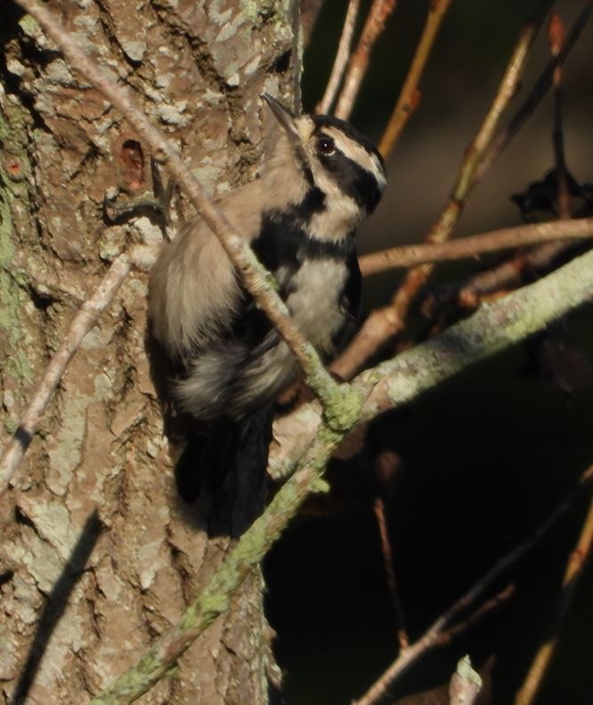 セジロコゲラ - ML643685191