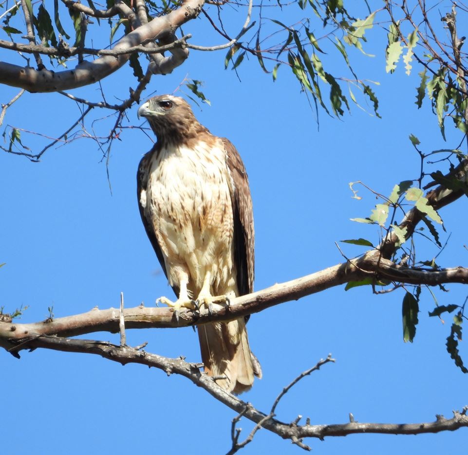 アカオノスリ - ML643685193