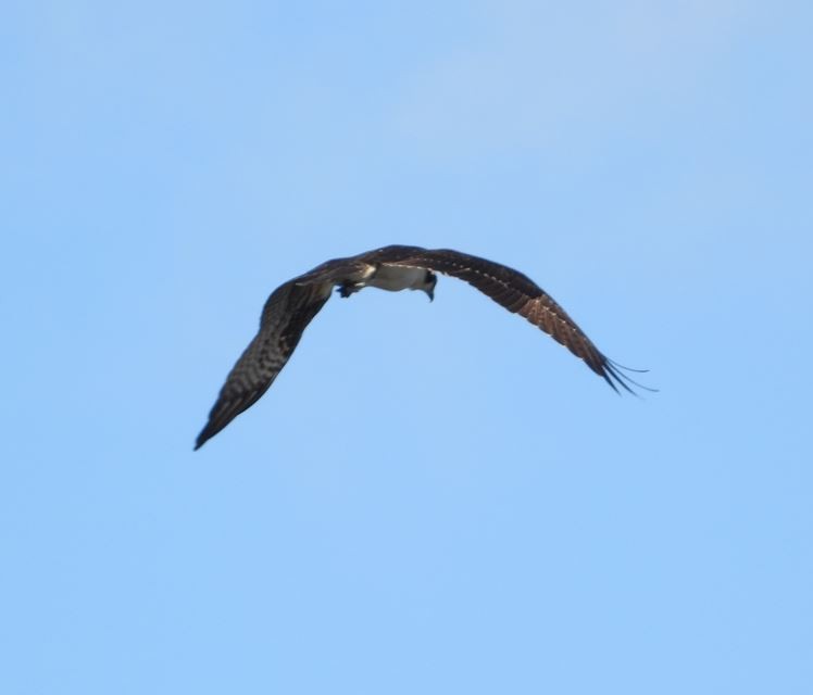 ミサゴ - ML643685195