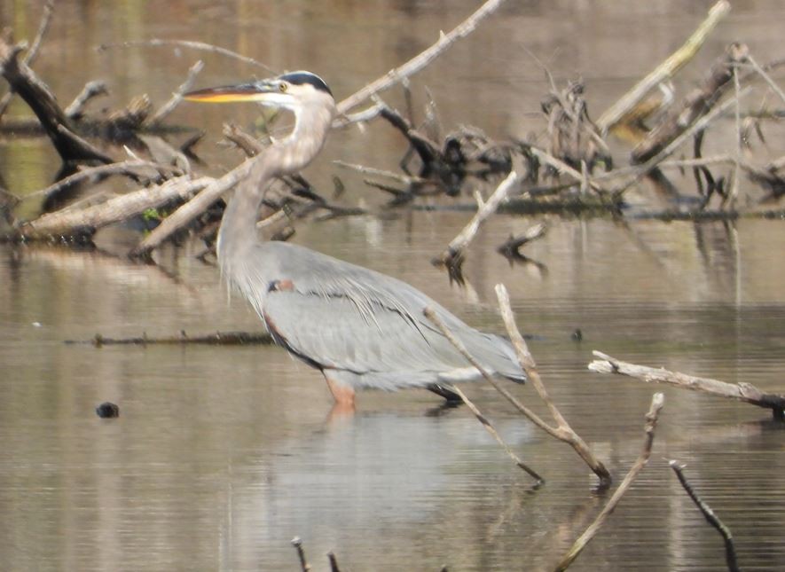 オオアオサギ - ML643685196