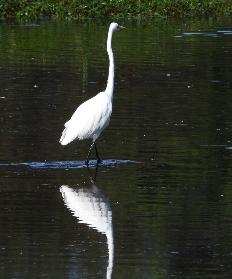 ダイサギ - ML643685197