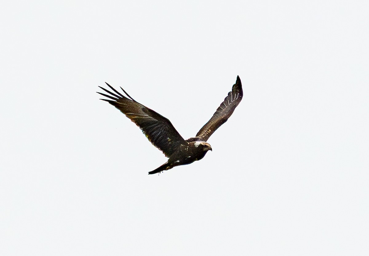 Eastern Marsh Harrier - ML643685236