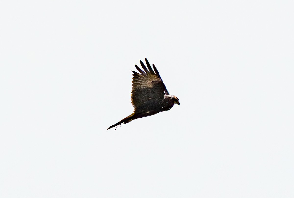 Eastern Marsh Harrier - ML643685237