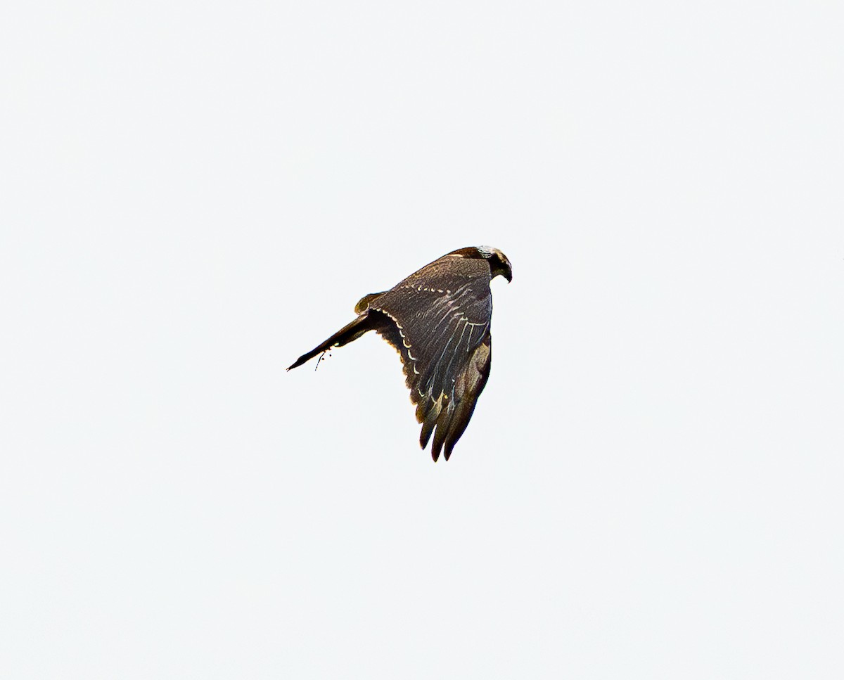 Eastern Marsh Harrier - ML643685238