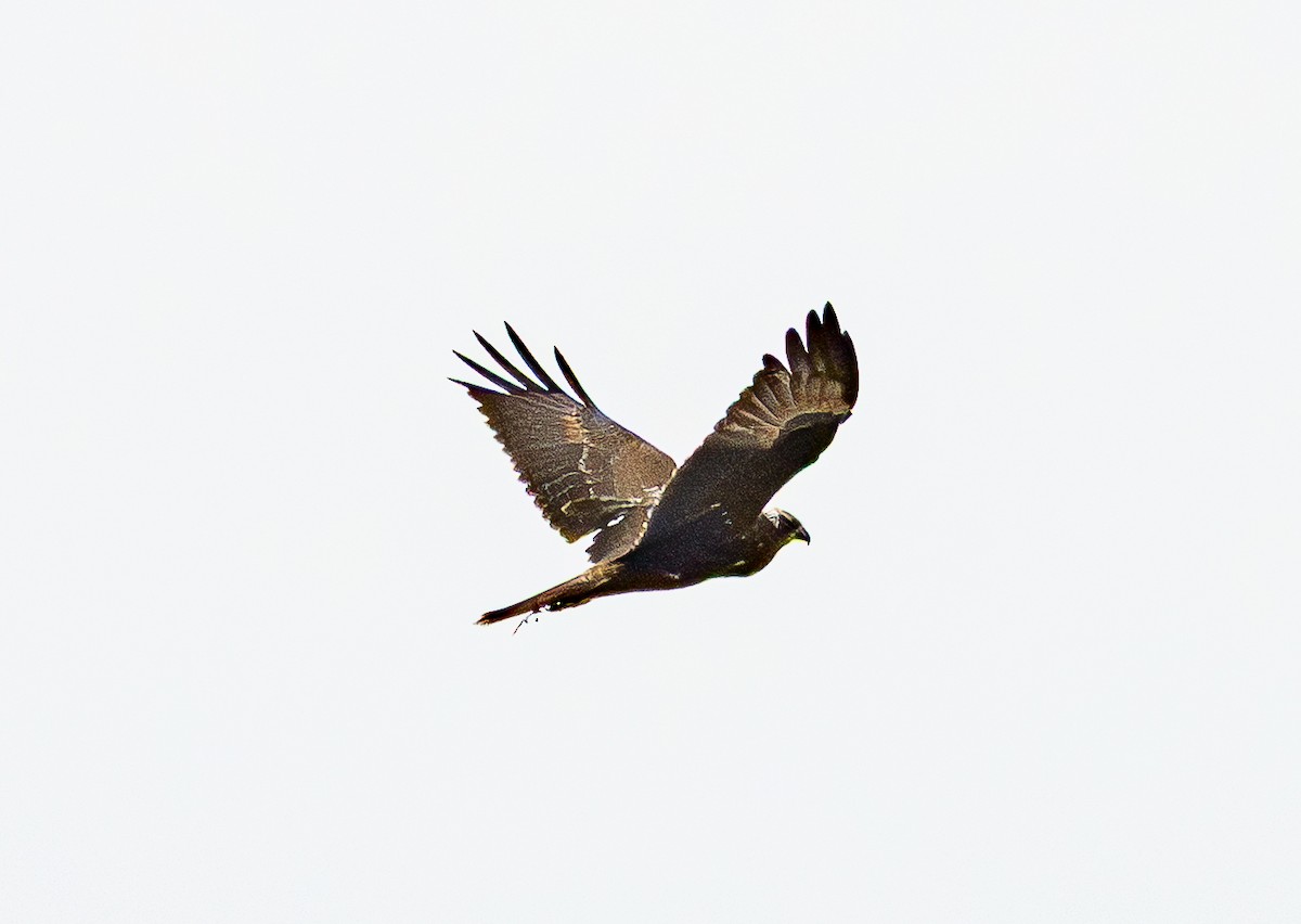 Eastern Marsh Harrier - ML643685239