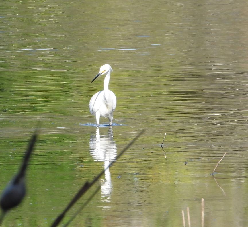 ユキコサギ - ML643685244