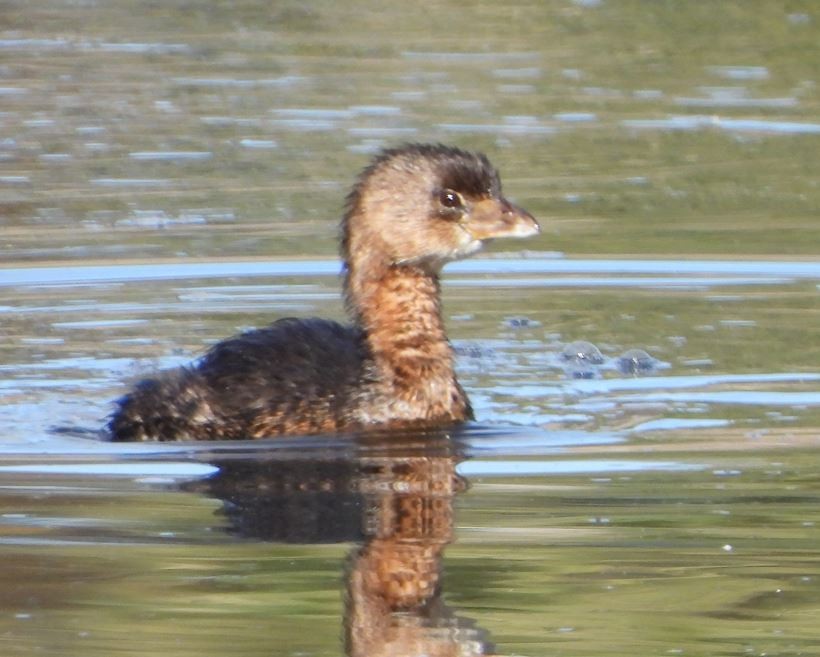 オビハシカイツブリ - ML643685254