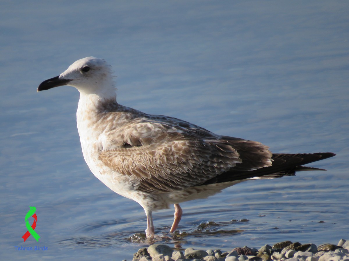Caspian Gull - ML643685259