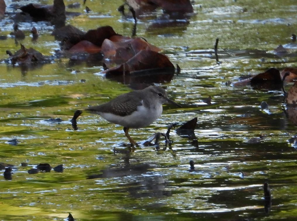 アメリカイソシギ - ML643685260