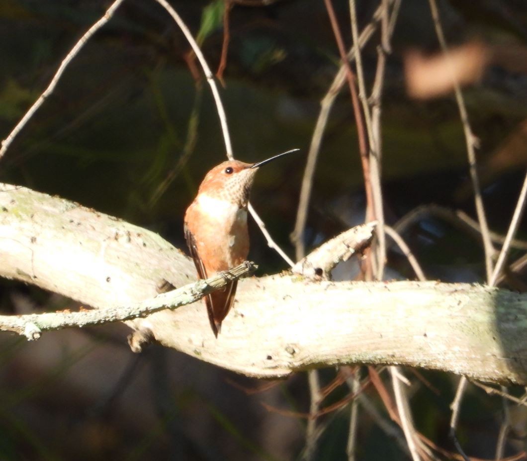 Allen's Hummingbird - ML643685263
