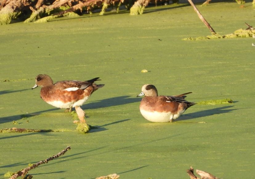 アメリカヒドリ - ML643685267