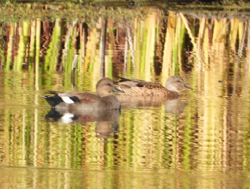 オカヨシガモ - ML643685268