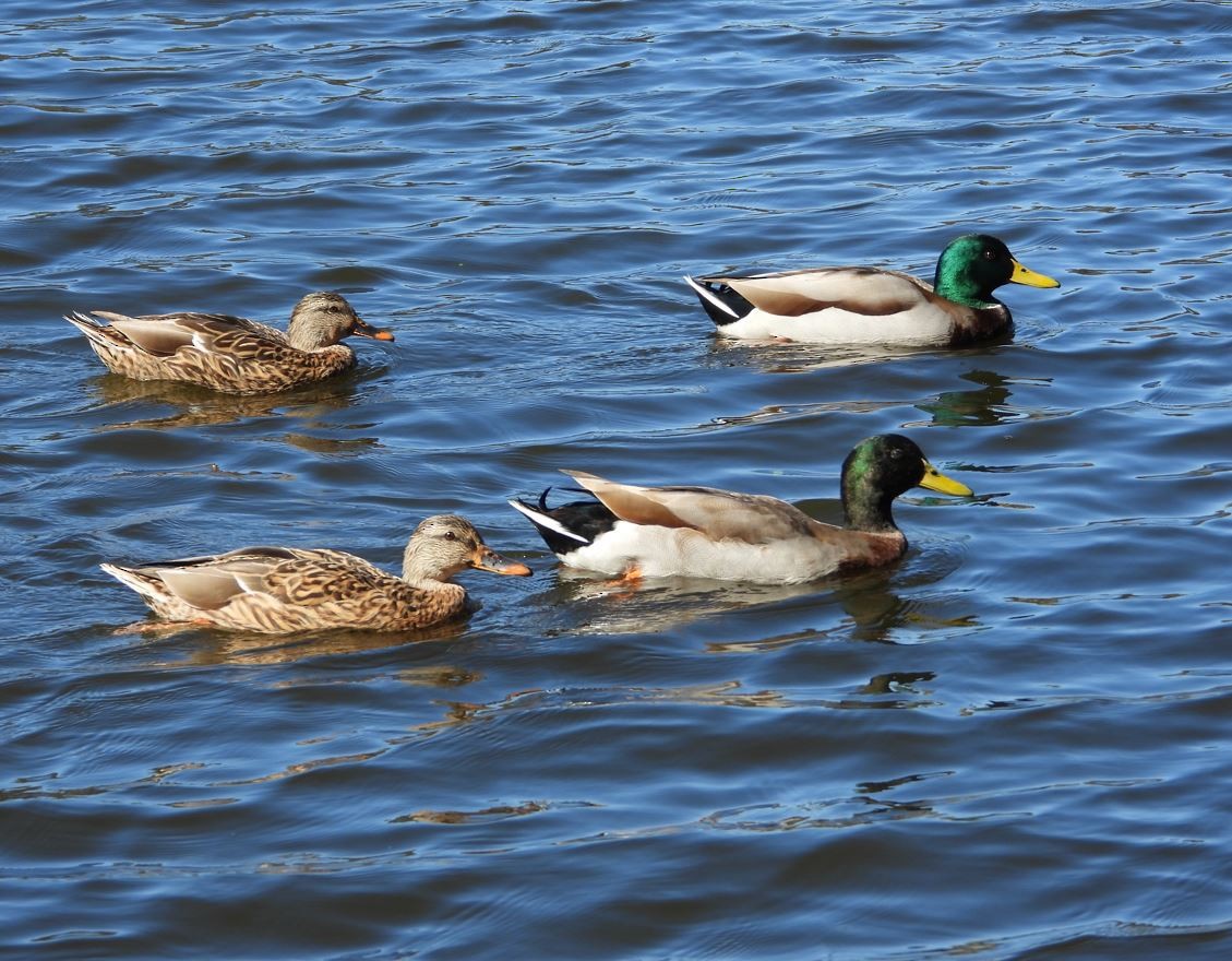 Canard colvert - ML643685272