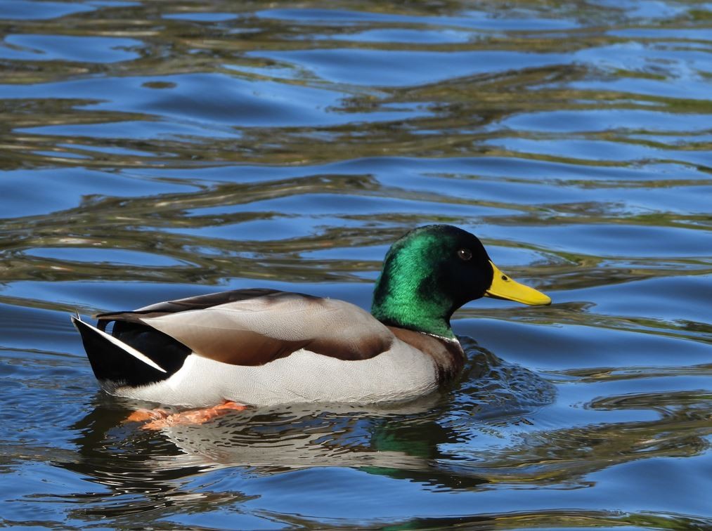 Canard colvert - ML643685273