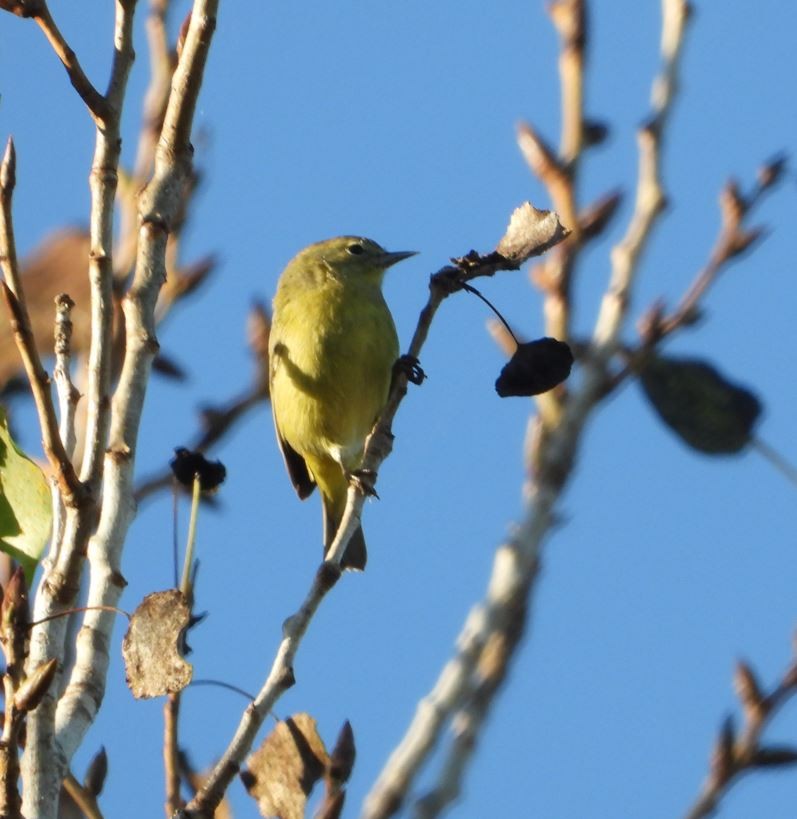 サメズアカアメリカムシクイ - ML643685283