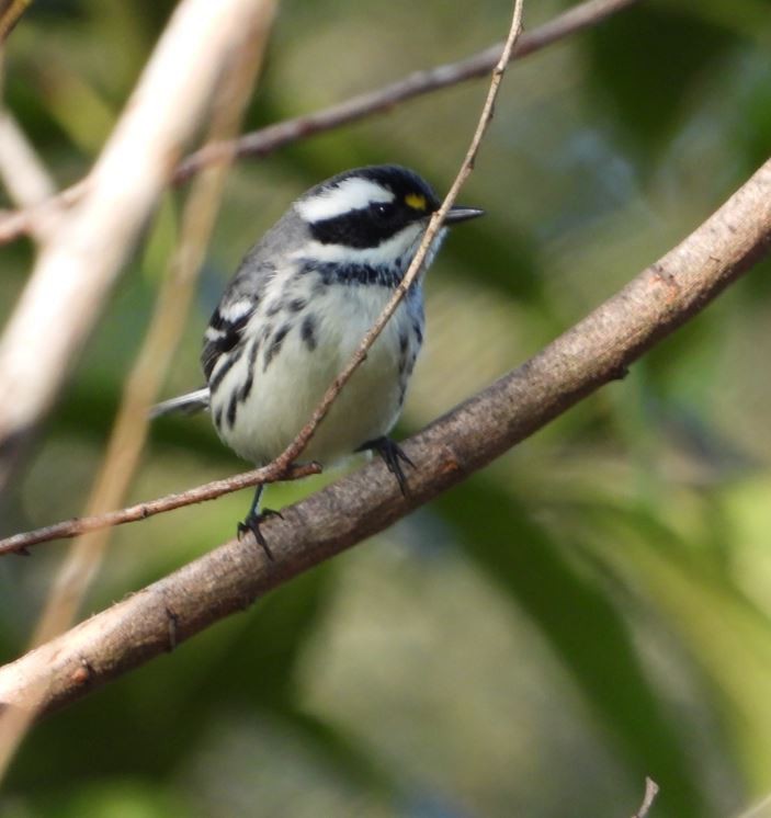 Black-throated Gray Warbler - ML643685298