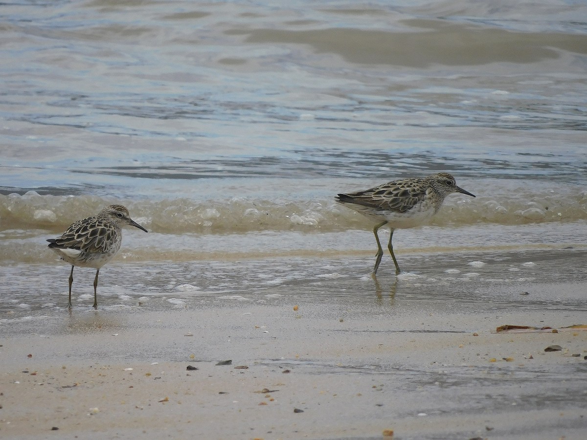 Sharp-tailed Sandpiper - ML643685299