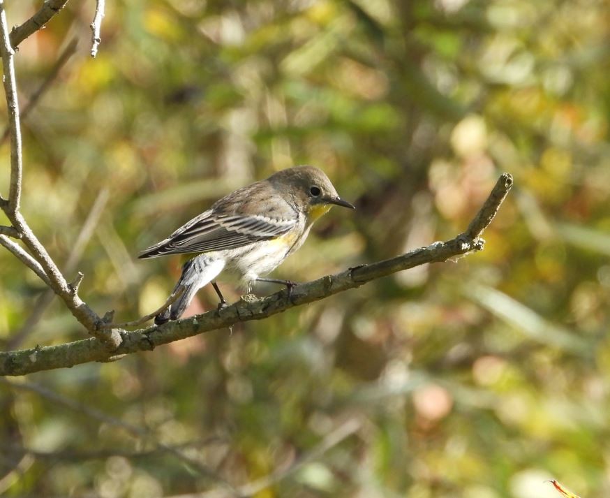 キヅタアメリカムシクイ - ML643685300